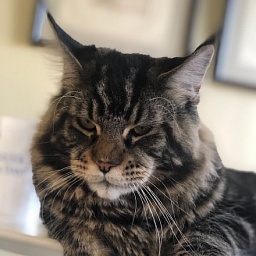 Dolce Bestiya Faberge