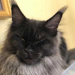 Ilana of Tsarskoye Selo