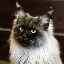 Kylie of Tsarskoye Selo