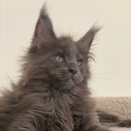 Grizzly Penthouse Maine Coons