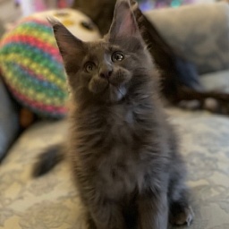 Topaz Penthouse Maine Coons
