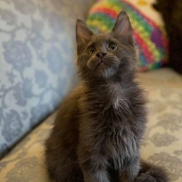 Trooper Penthouse Maine Coons