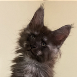 Ash Penthouse Maine Coons