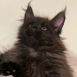 Panther Penthouse Maine Coons