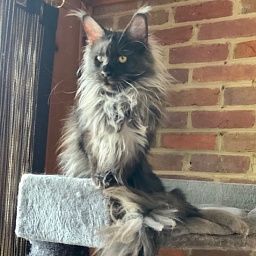 Ayla Penthouse Maine Coons