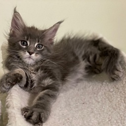 Maze Penthouse Maine Coons