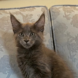 Beau Blue Penthouse Maine Coons