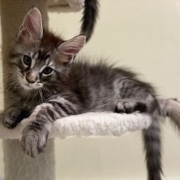 Tiger Penthouse Maine Coons