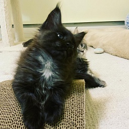 Mystic Penthouse Maine Coons