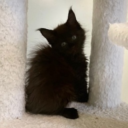 Luna Penthouse Maine Coons