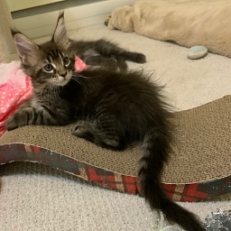 Tennesse Penthouse Maine Coons