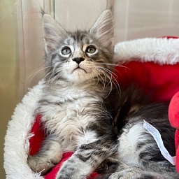 Silverbell Penthouse Maine Coons