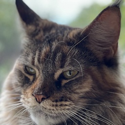 Skyler  Penthouse Maine Coons