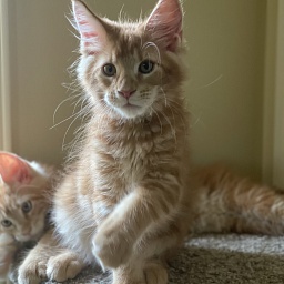 Enzo Penthouse Maine Coons