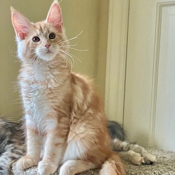 Phoenix Penthouse Maine Coons