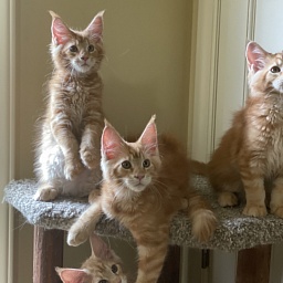 Firefox Penthouse Maine Coons