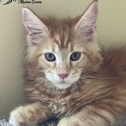 Ferrari Penthouse Maine Coons