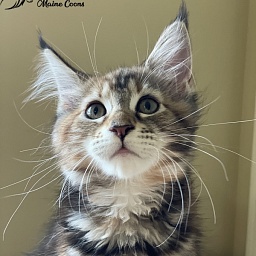 Havana Penthouse Maine Coons