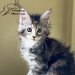 Saffron Penthouse Maine Coons