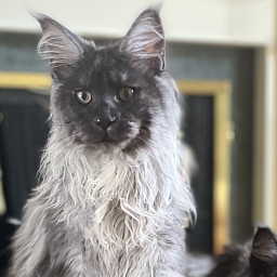 Skyler Penthouse MaineCoons