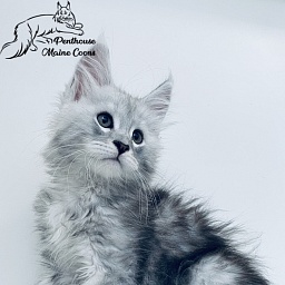 Penthouse Maine Coons Velvet