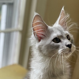 Penthouse Maine Coons Bestian