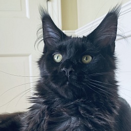 Penthouse Maine Coons O