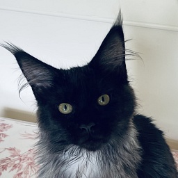 Penthouse Maine Coons Olivia