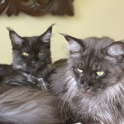 Mystique Penthouse Maine Coons