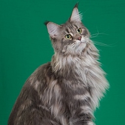 Jenny of Tsarskoye Selo