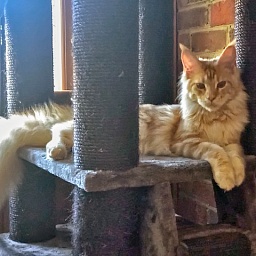 Lucy of Tsarskoye Selo