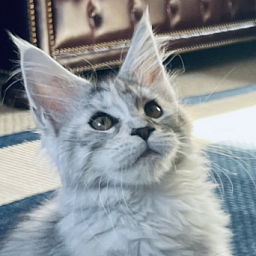 Bella  Penthouse Maine Coons