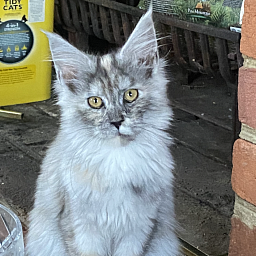 Sky Dove  Penthouse Maine Coons