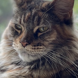 Skyler Penthouse Maine Coons