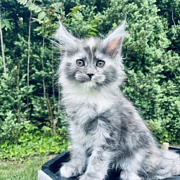 Lorna  Penthouse Maine Coons