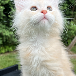 Crush Penthouse Maine Coons