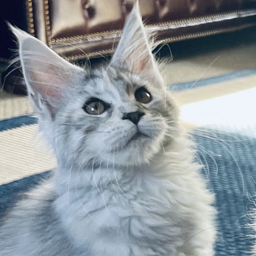 Bella Elsa  Penthouse Coons