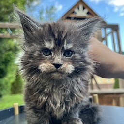 Elton  Penthouse Maine Coons