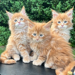 Harry Penthouse Maine Coons