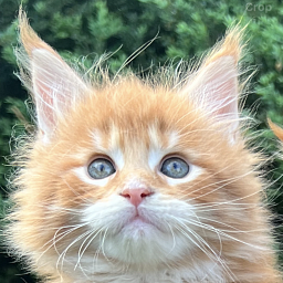 Admiral Penthouse Maine Coons