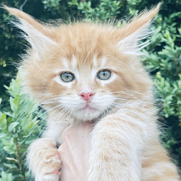 Alexander  Penthouse Maine Coons