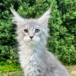 Paris  Penthouse Maine Coons