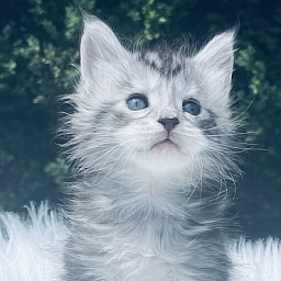 Grace  Penthouse Maine Coons