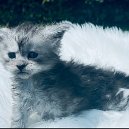 Astra  Penthouse Maine Coons