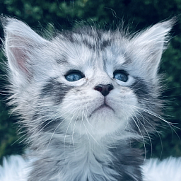 Drizzel  Penthouse Maine Coons