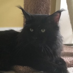 Oxxxymiron Blue Ridge