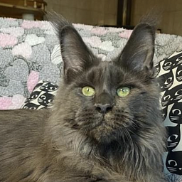 CH Topaz of Tsarskoye Selo