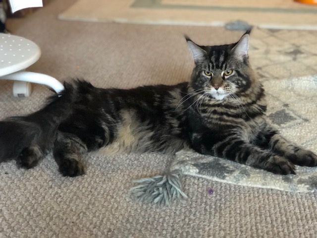 Dolce Bestiya Faberge - Junior maine-coon 9 months 1 week