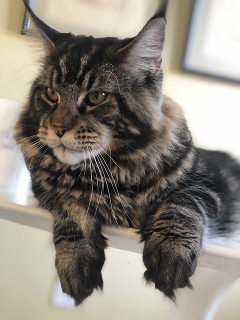 Dolce Bestiya Faberge - Junior maine-coon 9 months 3 weeks
