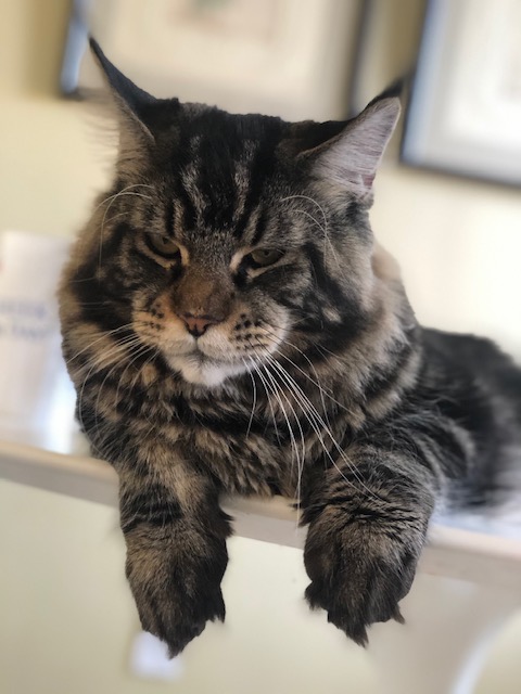 Dolce Bestiya Faberge - Junior maine-coon 9 months 3 weeks